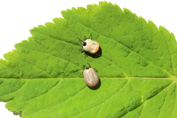 İki tıkanmış kene taze yeşil bir yaprağın üzerinde sürünüyor. Yakın çekim, güneşli doğal koşullar, seçici odaklanma.