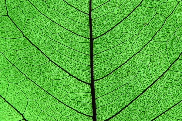 Arka planda yeşil yaprağın kaburga ve damarları, dokulu arka plan