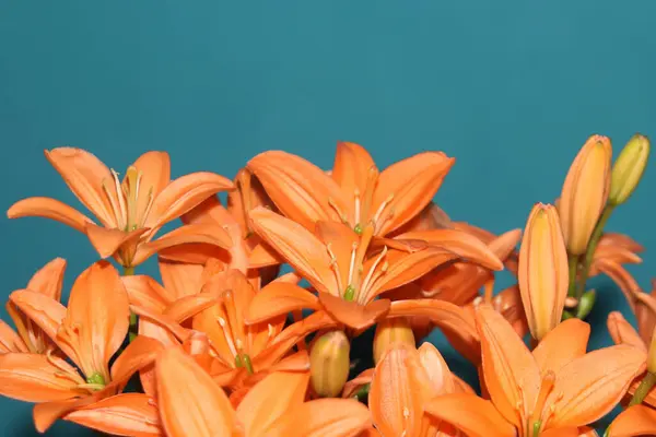 Turkuaz arka planda turuncu zambak çiçek açar