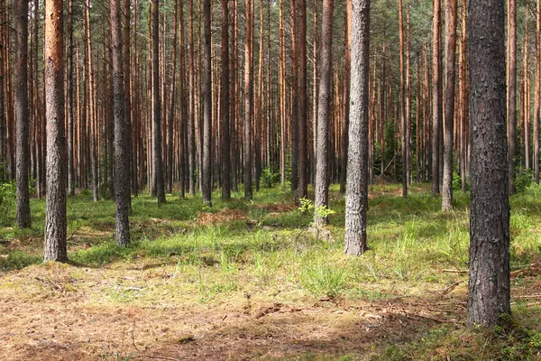Ormandaki çam ağacı gövdeleri