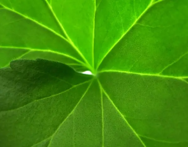 Arka planda yeşil yaprağın kaburga ve damarları, dokulu arka plan