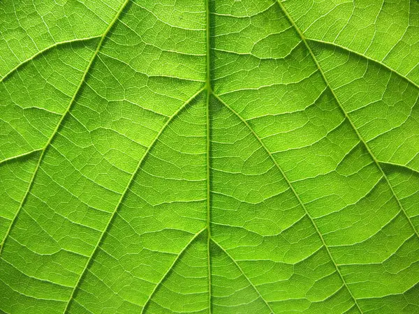 Arka planda yeşil yaprağın kaburga ve damarları, dokulu arka plan