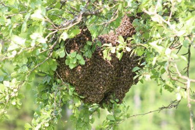 Kalp şeklinde bal arısı sürüsü erik ağacından sarkan