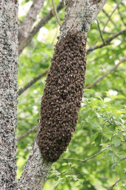 Ağaç gövdesinde bal arısı sürüsü