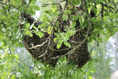 Kalp şeklinde bal arısı sürüsü erik ağacından sarkan