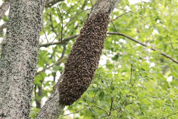 Ağaç gövdesinde bal arısı sürüsü