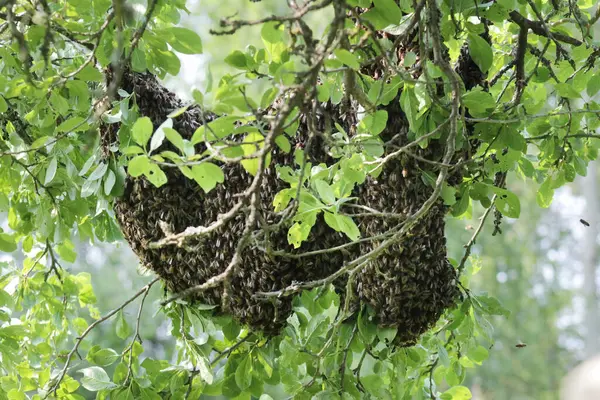 Kalp şeklinde bal arısı sürüsü erik ağacından sarkan
