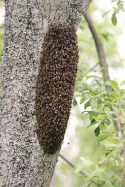 Ağaç gövdesinde bal arısı sürüsü