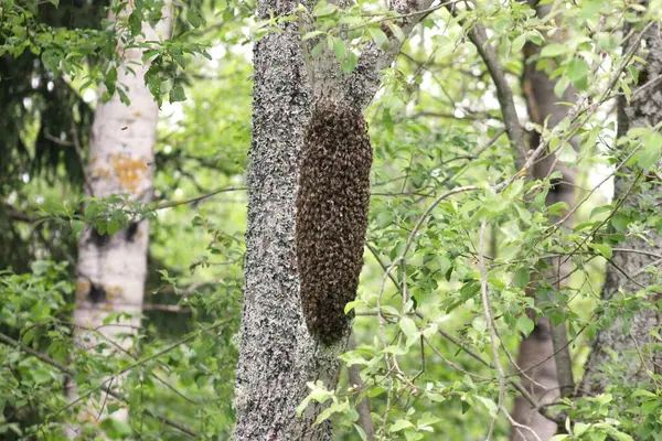 Ağaç gövdesinde bal arısı sürüsü