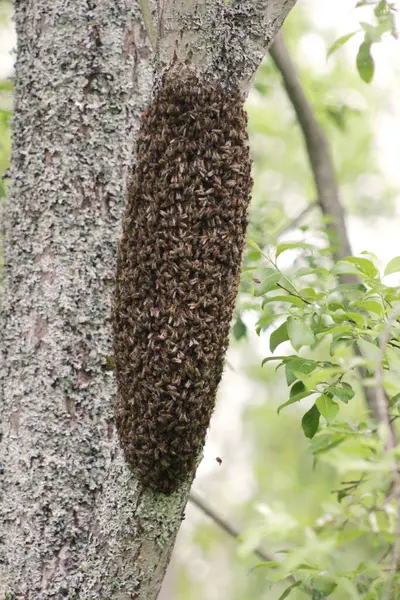 Ağaç gövdesinde bal arısı sürüsü