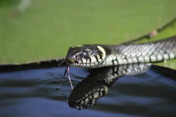 Avrupa çim yılanı (Natrix natrix) nilüfer yaprağının ılık güneşinde uzanmış gölde, koyu su üzerindeki yansımasıyla dilini sallayarak, yakından, portre.