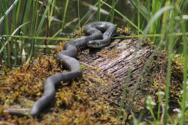Avrupa çim yılanı (Natrix natrix) sıcak güneşin altında, gölet kenarındaki yosun kaplı gövdenin üzerinde yatar.