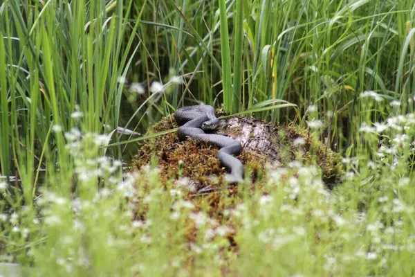 Avrupa çim yılanı (Natrix natrix) sıcak güneşin altında, gölet kenarındaki yosun kaplı gövdenin üzerinde yatar.