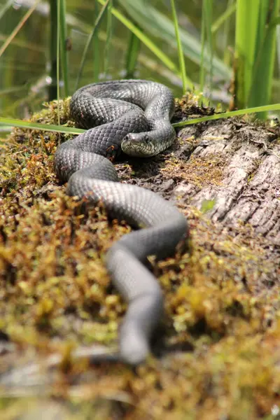 Avrupa çim yılanı (Natrix natrix) sıcak güneşin altında, gölet kenarındaki yosun kaplı gövdenin üzerinde yatar.