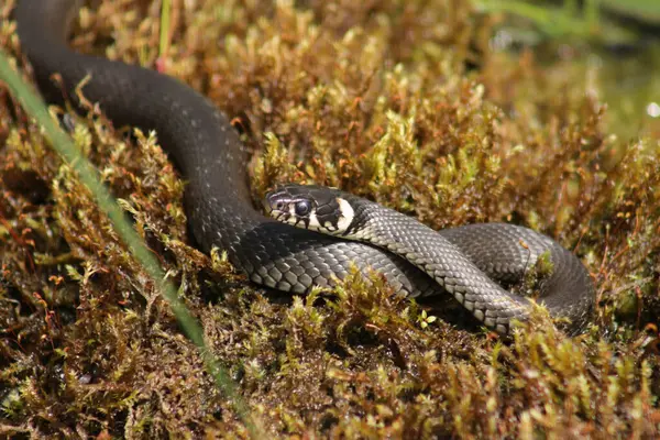 Avrupa çim yılanı (Natrix natrix) sıcak güneşin altında, gölet kenarındaki yosun kaplı gövdenin üzerinde yatar.