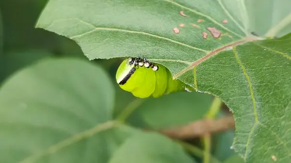 Privet Hawk-güve tırtılı (Sphinx ligustri) leylak yaprakları yiyor, yakın plan, doğal koşullar, Avrupa ve Letonya.