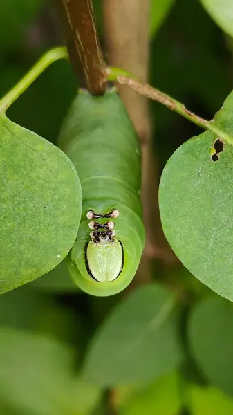 Privet Hawk-güve tırtılı (Sphinx ligustri) leylak yaprakları yiyor, yakın plan, doğal koşullar, Avrupa ve Letonya.