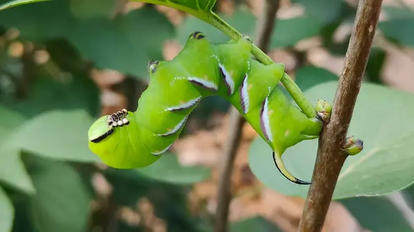 Privet Hawk-güve tırtılı (Sphinx ligustri) leylak yaprakları yiyor, yakın plan, doğal koşullar, Avrupa ve Letonya.