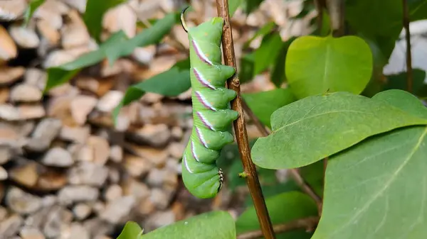 Privet Hawk-güve tırtılı (Sphinx ligustri) leylak yaprakları yiyor, yakın plan, doğal koşullar, Avrupa ve Letonya.