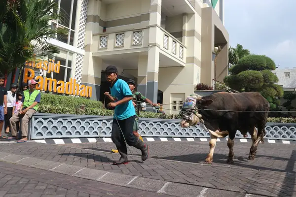  Ramazan 'daki camide kurban edilecek inekleri güden biri.           