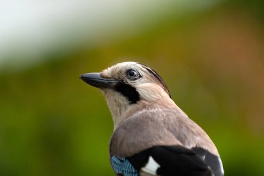Avrasya Jay kuşunun canlı tüylü, doğal ışıklandırmayla çekilmiş zarif yan görüntüsü. Doğa ya da vahşi yaşam tasarım temaları için mükemmel.