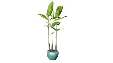 Vazodaki bitki beyaza izole edilmiş..