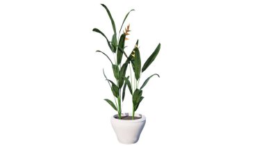 Beyaz arka planda izole edilmiş saksıdaki güzel çiçek