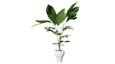 Beyaz arkaplanda izole edilmiş yeşil bambu ağacı