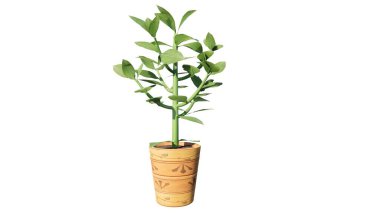 çömlekteki bitki beyaz arkaplanda izole