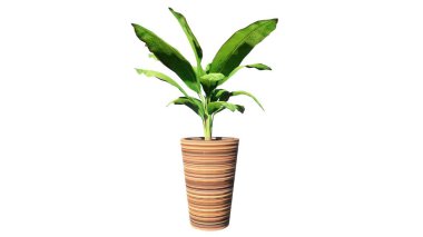 Beyaz arkaplanda izole yeşil bitki