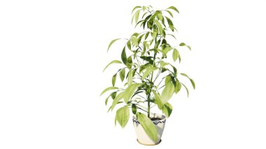 Beyaz arkaplanda izole edilmiş 3 boyutlu bambu çizimi