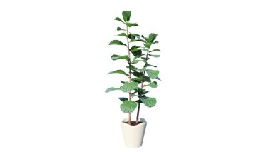 Tenceredeki yeşil bitki ıssız.