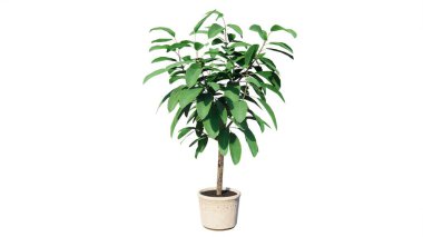 Beyaz arkaplanda saksı bitkisi