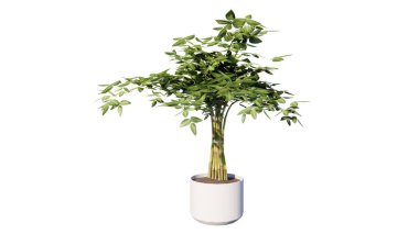 Beyaz tencerede yeşil ağaç