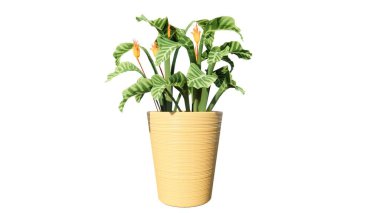 Beyaz arka planda yeşil yapraklı saksı bitkileri