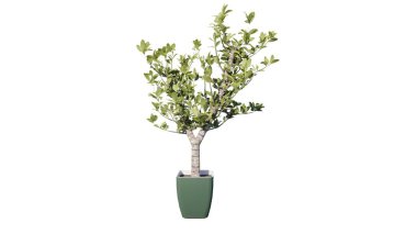 Beyaz arkaplanda izole yeşil bitki