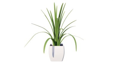 beyaz zemin üzerine saksı bitki