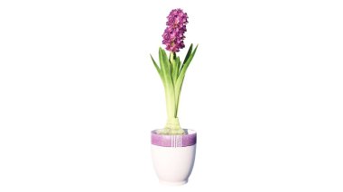 Güzel mor sümbül beyaz arka planda, kapalı manzara