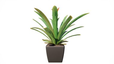 Güzel botanik fotoğrafı, doğal duvar kağıdı.