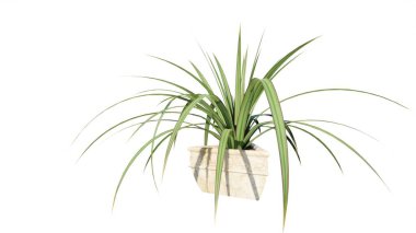 Beyaz arkaplanda izole edilmiş bir tencerede bitki