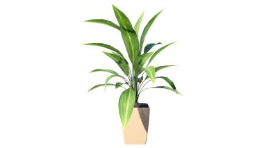 gerçekçi ev bitkilerinin 3 boyutlu canlandırması