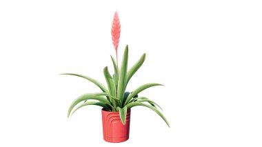 Beyaz arkaplanda izole edilmiş bir tencerede kırmızı aloe vera bitkisi