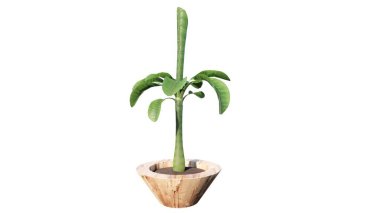 Tencereye saklanmış bitki.