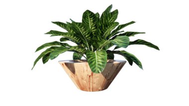 çömlekte yeşil bitki, beyaz arkaplanda izole, kırpma yolu dahil