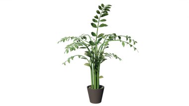 Bir bitkinin 3 boyutlu görüntüsü