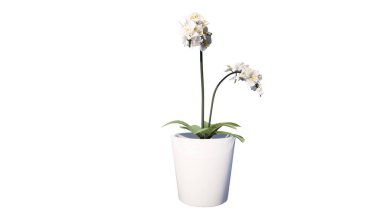 Beyaz bir arka planda izole bir tencerede beyaz çiçek.