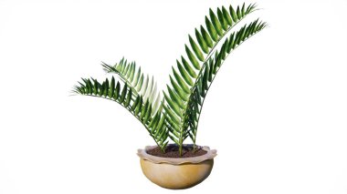 Beyaz arka planda yeşil yapraklı palmiye yaprağı