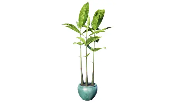 Vazodaki bitki beyaza izole edilmiş..