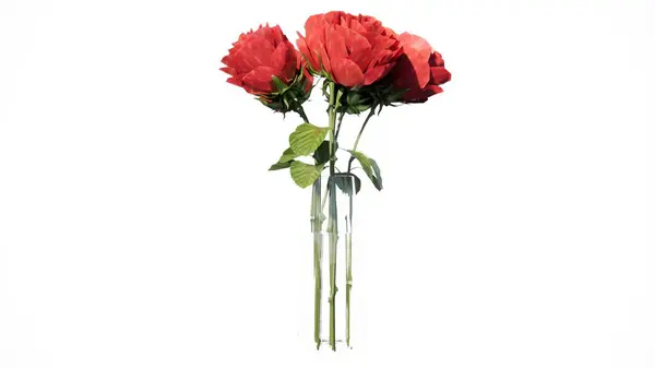 Beyaz arka plan ile kırmızı gül