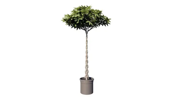 Beyaz arkaplanda izole edilmiş ağaç şeklindeki ağaç